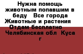 Нужна помощь животным попавшим в беду - Все города Животные и растения » Отдам бесплатно   . Челябинская обл.,Куса г.